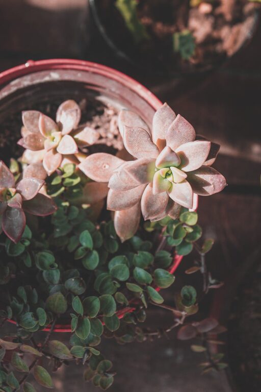 Easy Tips for Keeping Your Houseplants Healthy and Thriving